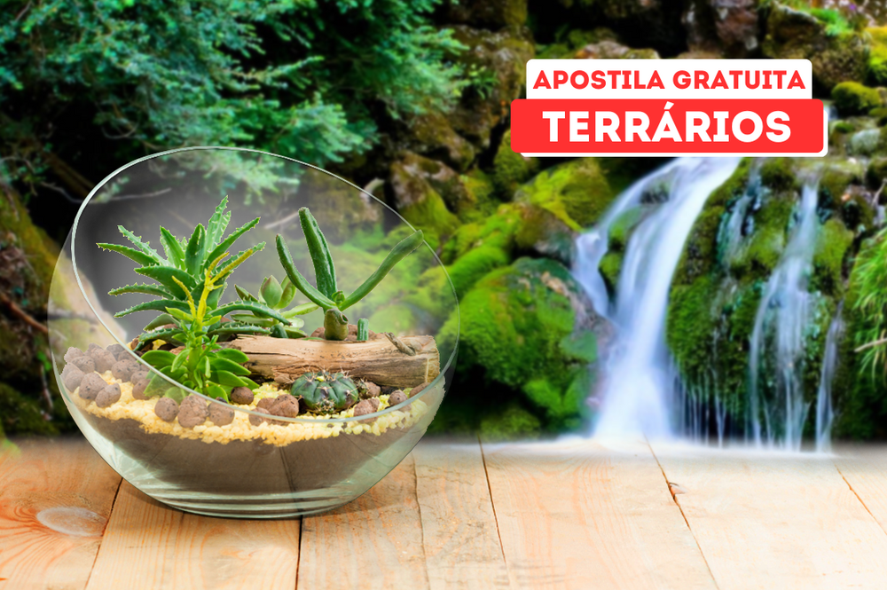 Meu Primeiro Terrário